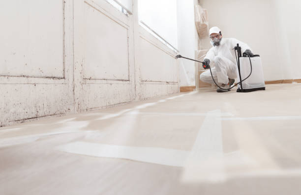 Black mold remediation team in Lyons